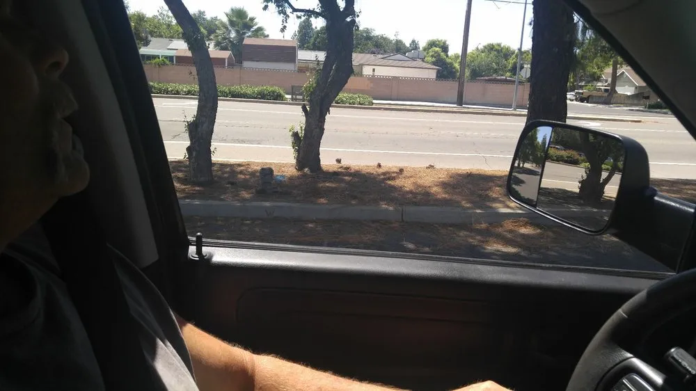 Local yard cleanup service experts serving Clovis, CA - Evergreen Lawn Care & Maintenance