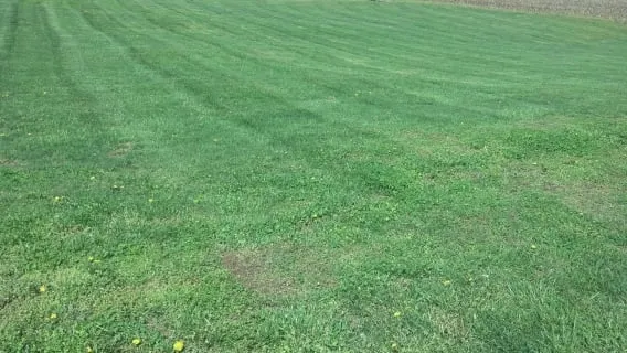Affordable landscaping services experts serving Omaha, IL - EverGreen Lawn Care