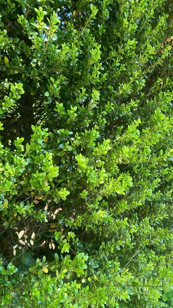 Top-rated lawn care service in Westbury, NY by Evergreen Lawn Care Service