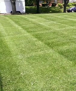 Evergreen Lawn Service Logo