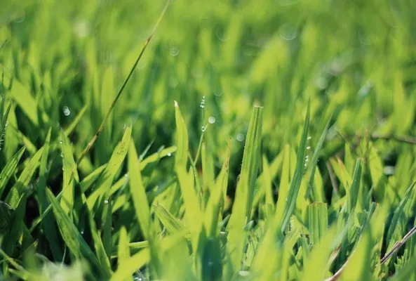 Evergreen Mowing Logo