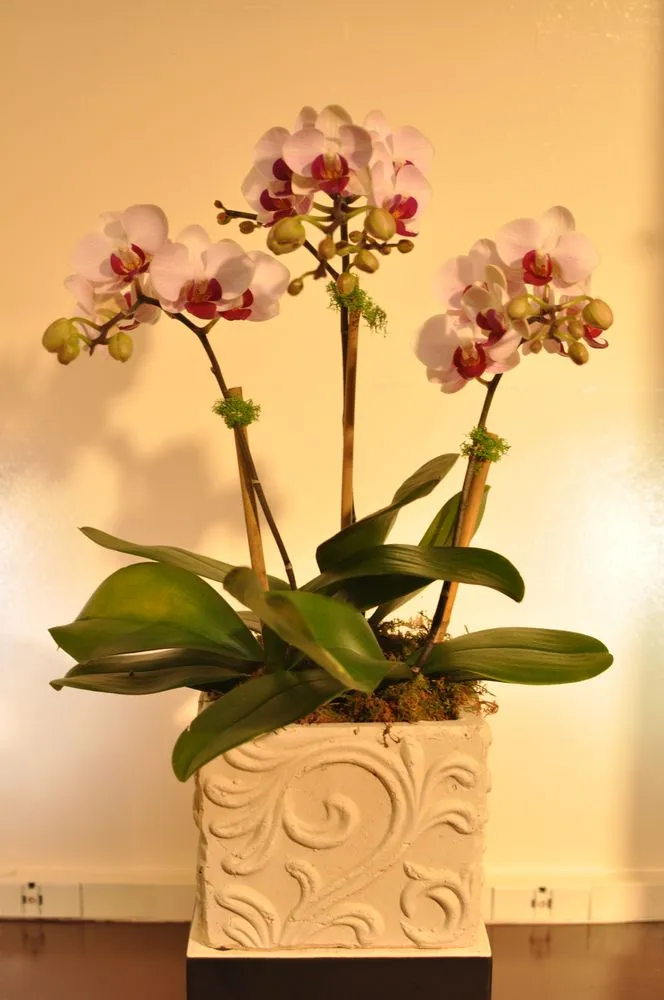 Local yard cleanup service in Katonah, NY - Evergreen Nurseries & Florist