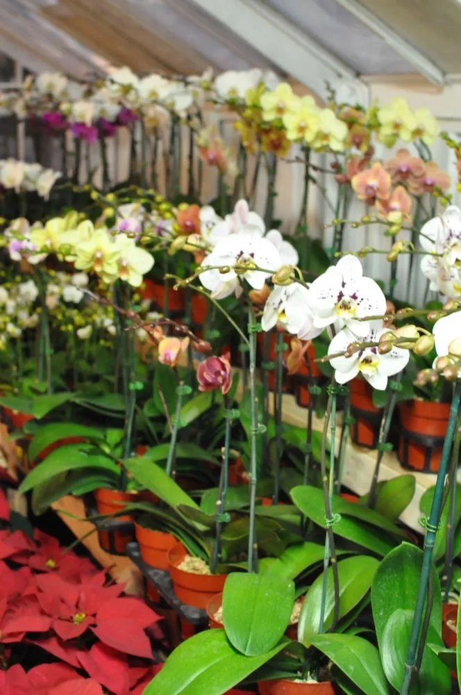 Expert landscape installation in Katonah, NY by Evergreen Nurseries & Florist