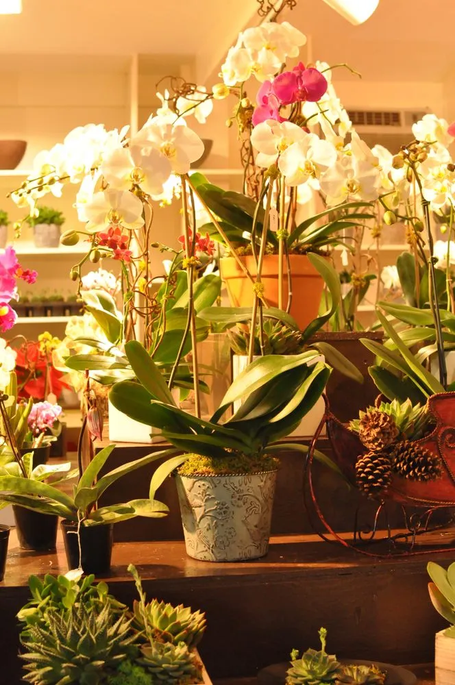 Custom lawn care service experts serving Katonah, NY - Evergreen Nurseries & Florist