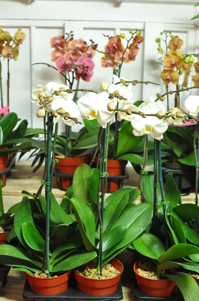 Local garden landscaping in Katonah, NY by Evergreen Nurseries & Florist