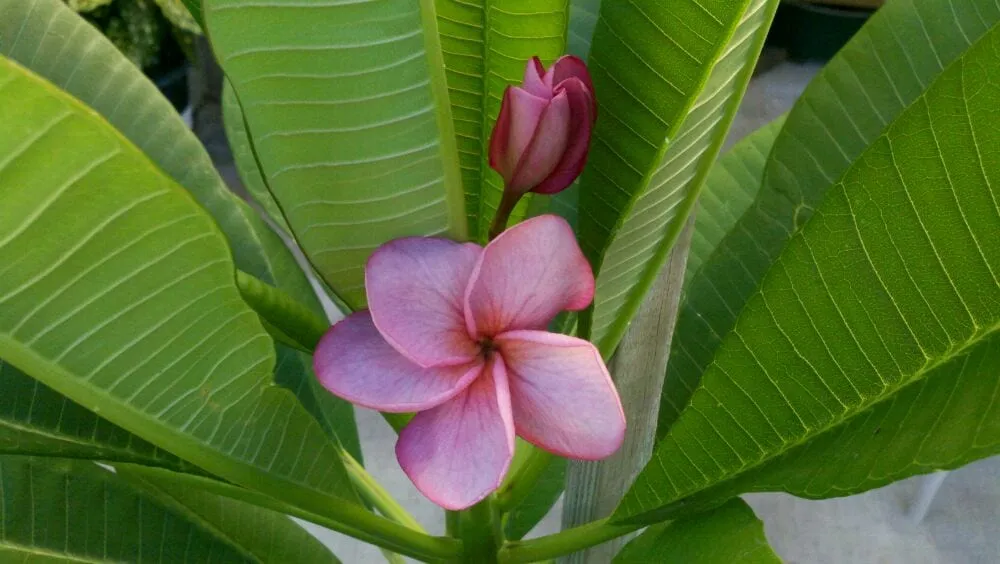 Professional yard cleanup service in Avocado Heights, CA - Evergreen Nursery