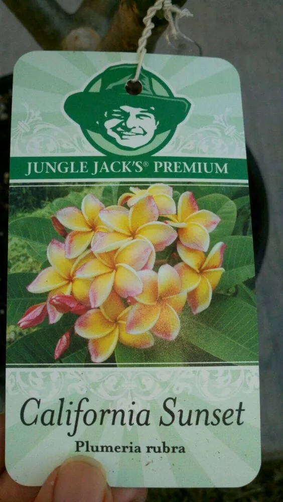 Custom outdoor landscaping with custom design in Avocado Heights, CA by Evergreen Nursery