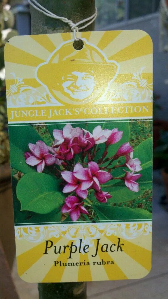 Professional outdoor landscaping in Avocado Heights, CA by Evergreen Nursery