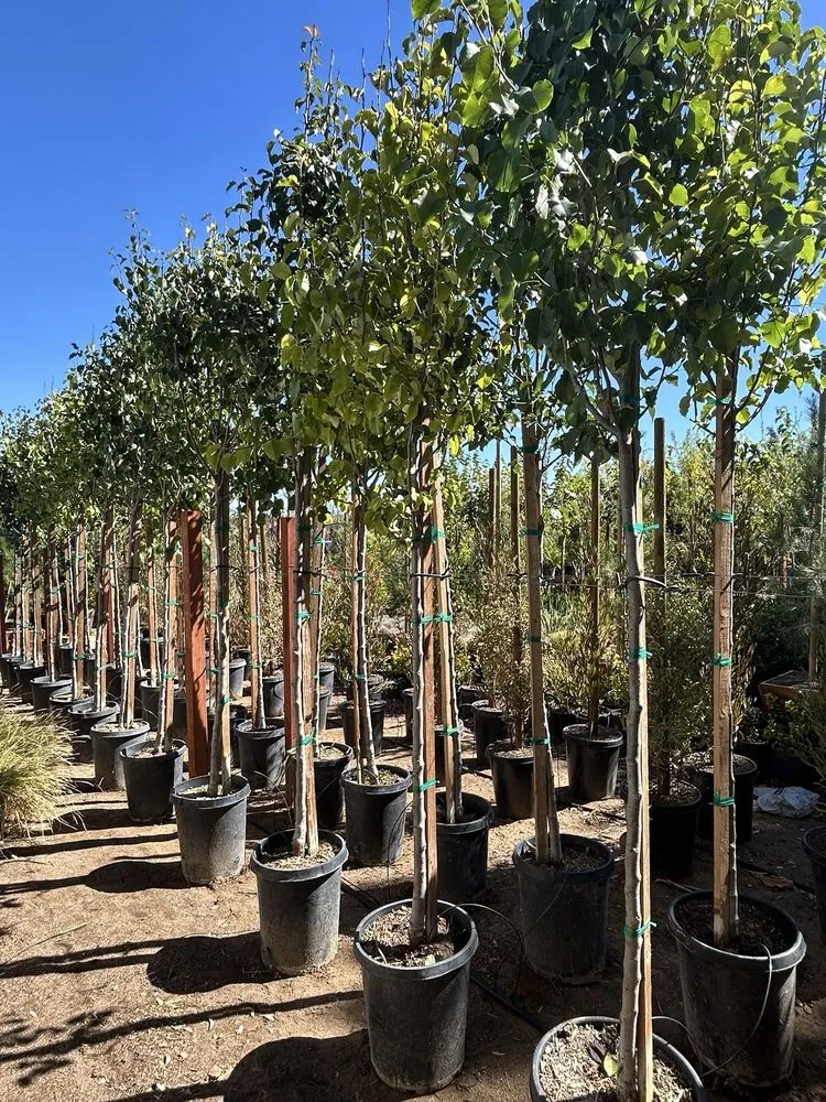 Local garden landscaping for outdoor upgrades in Palmdale, CA by Evergreen Nursery