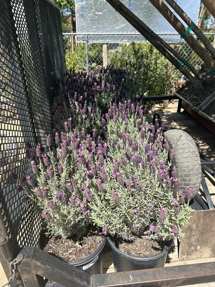 Trusted landscaping services experts serving Palmdale, CA - Evergreen Nursery