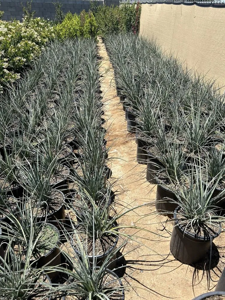 Expert yard cleanup service for outdoor upgrades in Palmdale, CA by Evergreen Nursery