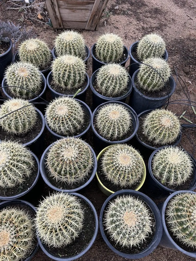 Trusted yard maintenance in Palmdale, CA by Evergreen Nursery