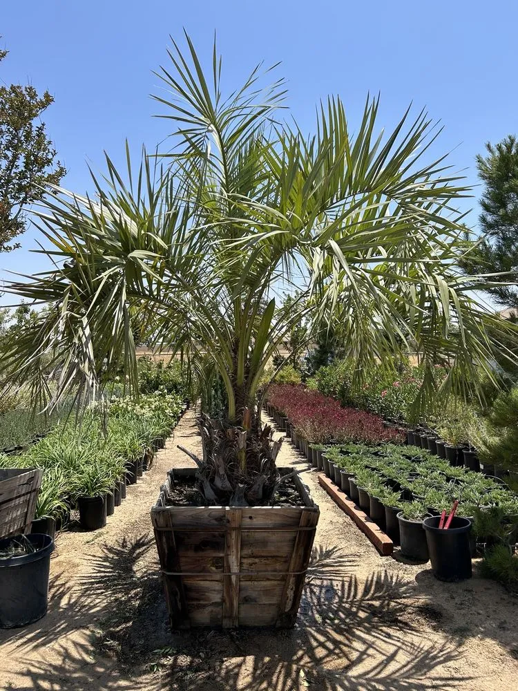 Local residential landscaping for beautiful yards across Palmdale, CA - Evergreen Nursery