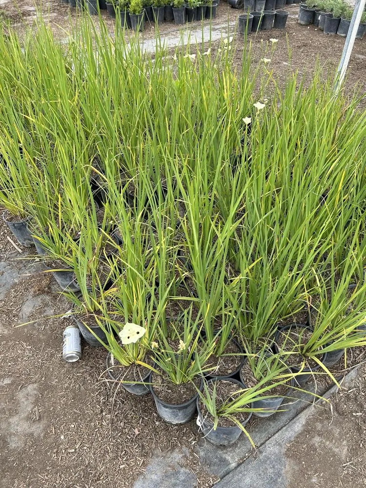 Professional landscape design in Palmdale, CA by Evergreen Nursery