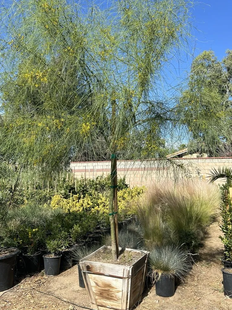 Professional lawn care service near you in Palmdale, CA by Evergreen Nursery