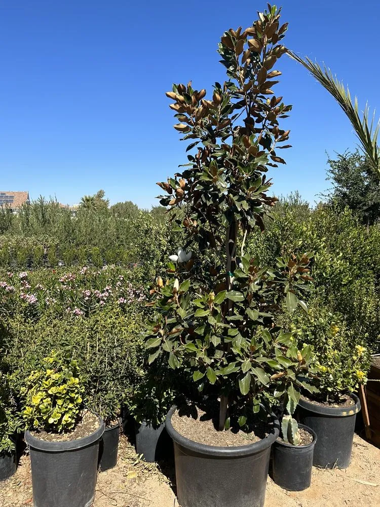 Professional lawn care service experts serving Palmdale, CA - Evergreen Nursery