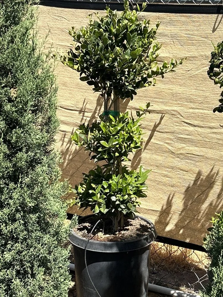 Affordable residential landscaping experts serving Palmdale, CA - Evergreen Nursery