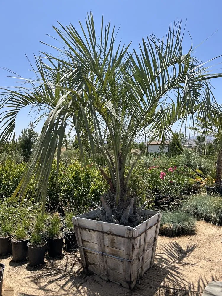Local outdoor landscaping experts serving Palmdale, CA - Evergreen Nursery