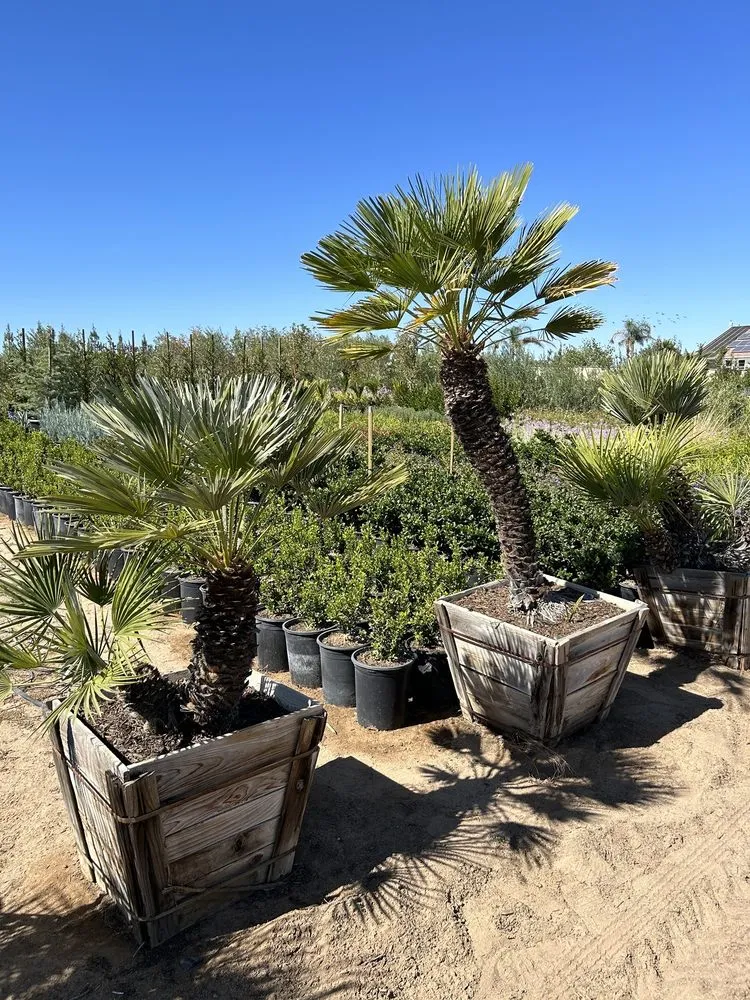 Reliable landscape installation in Palmdale, CA by Evergreen Nursery