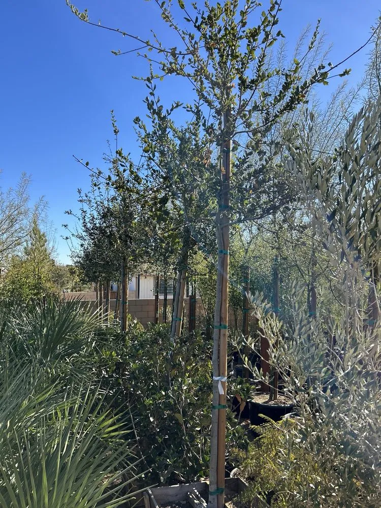 Trusted garden landscaping in Palmdale, CA by Evergreen Nursery
