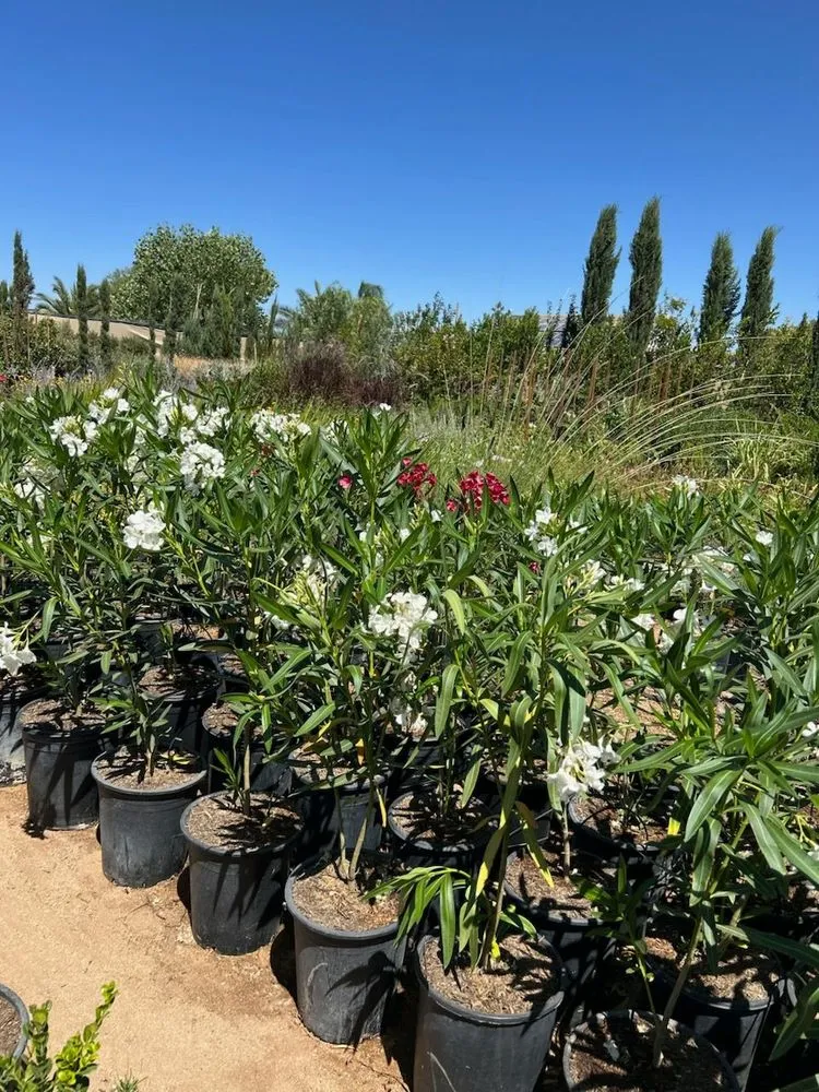 Top-rated lawn mowing service experts serving Palmdale, CA - Evergreen Nursery