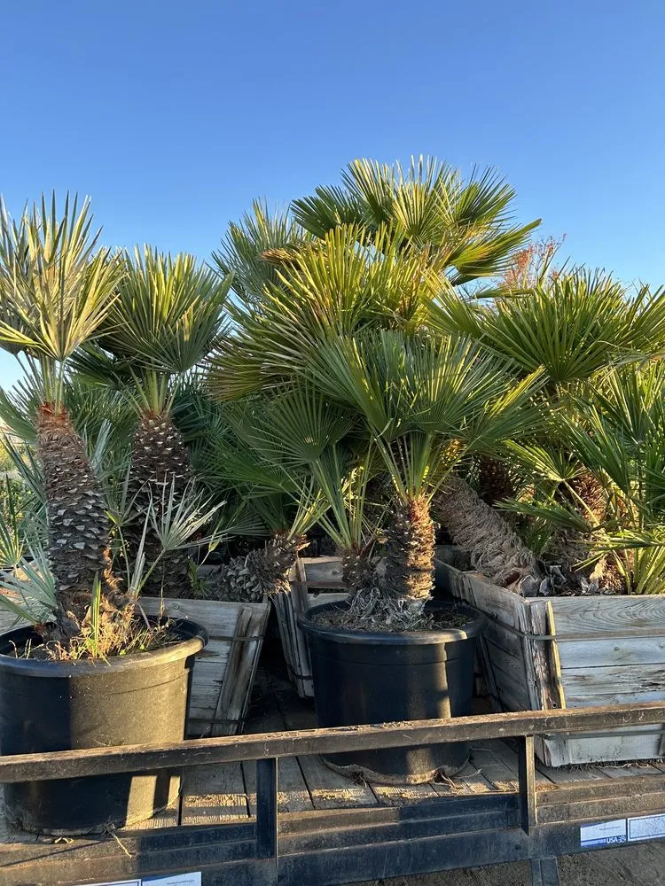 Affordable residential landscaping in Palmdale, CA - Evergreen Nursery