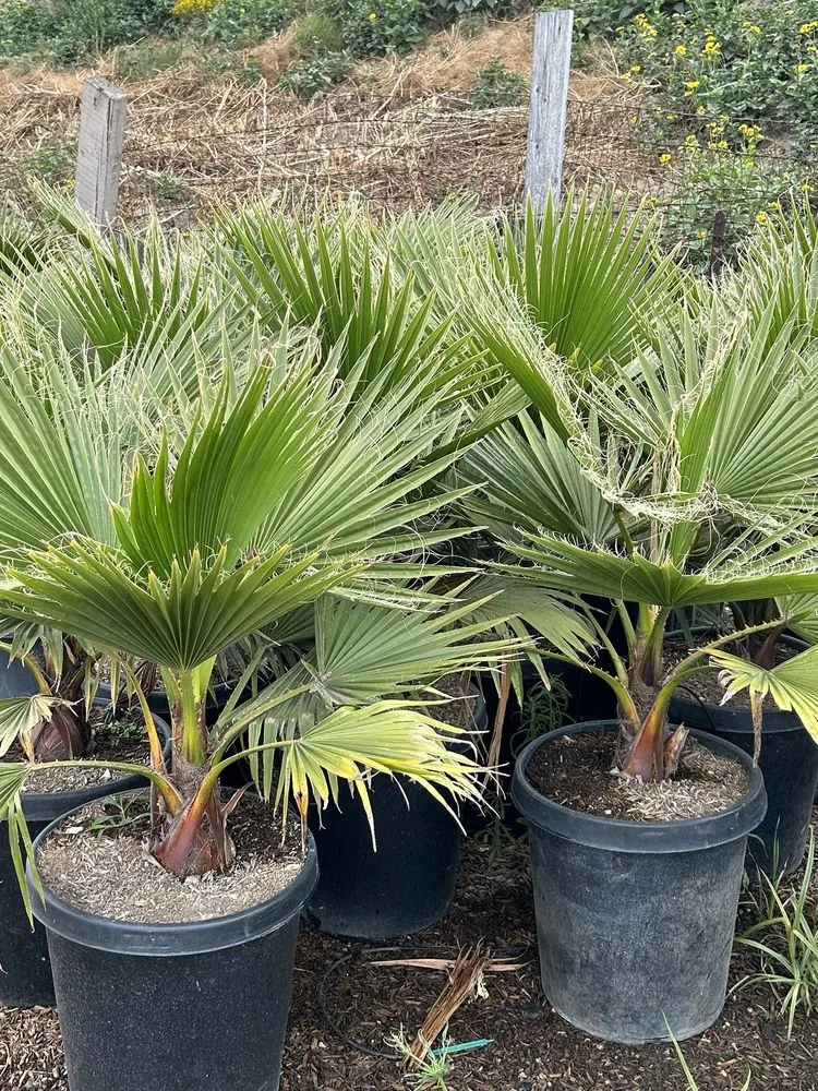 Expert yard maintenance for outdoor upgrades in Palmdale, CA by Evergreen Nursery