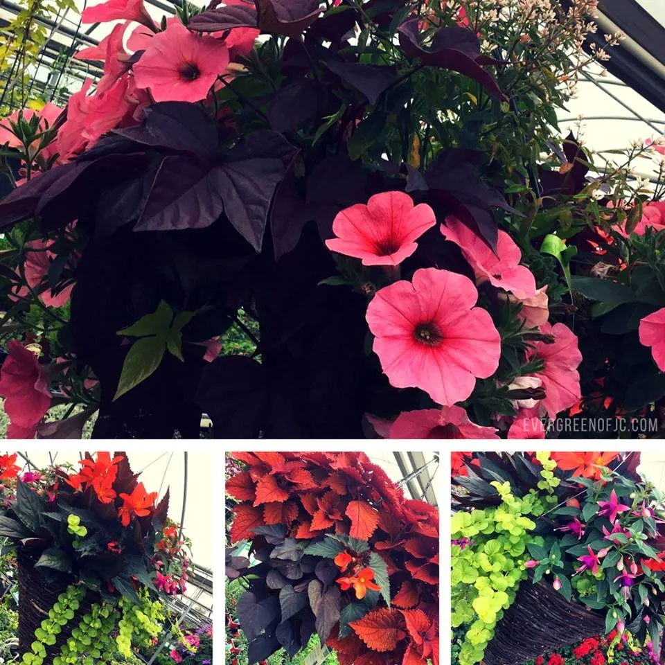 Top-rated residential landscaping experts serving Johnson City, TN - Evergreen of Johnson City