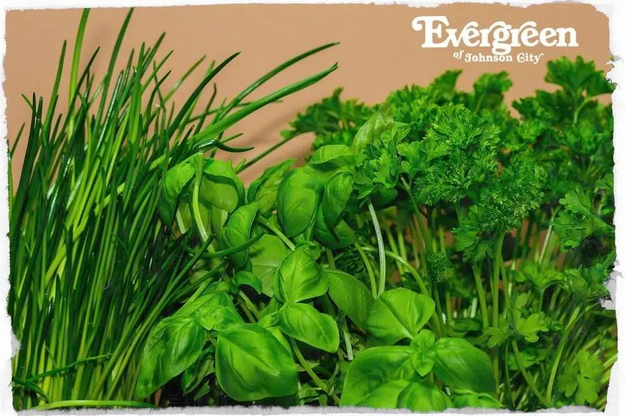 Local residential landscaping in Johnson City, TN by Evergreen of Johnson City