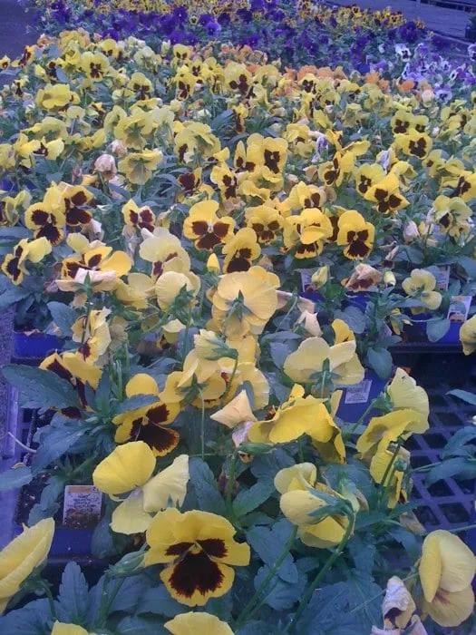 Custom lawn mowing service with custom design in Johnson City, TN by Evergreen of Johnson City