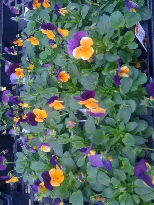 Reliable garden landscaping for residential properties across Johnson City, TN - Evergreen of Johnson City