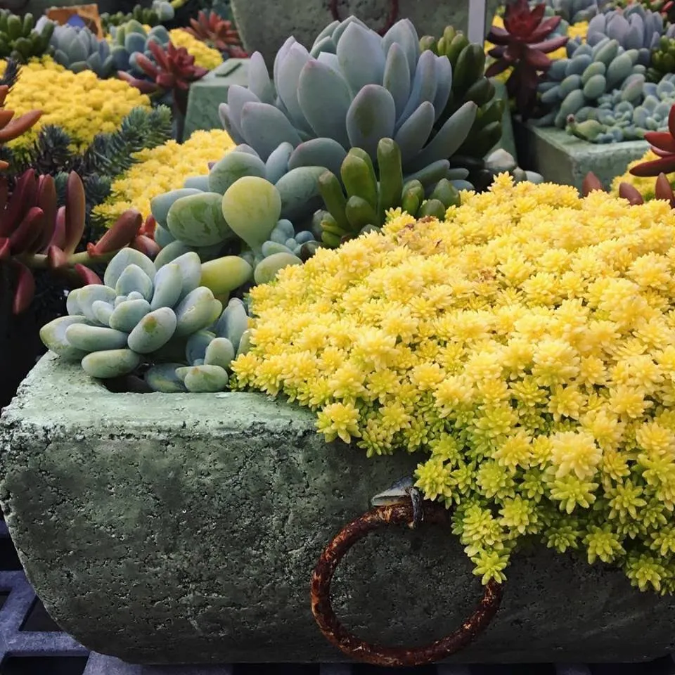 Reliable lawn care service near you across Johnson City, TN - Evergreen of Johnson City