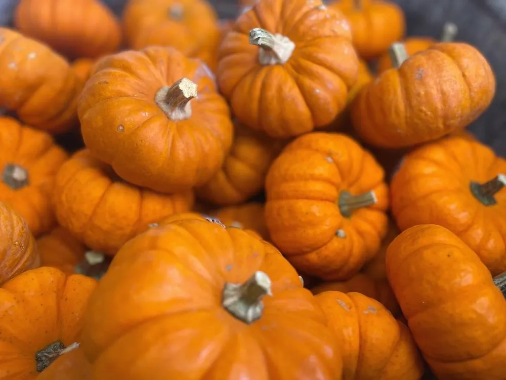 Professional garden landscaping for residential properties in Johnson City, TN by Evergreen of Johnson City