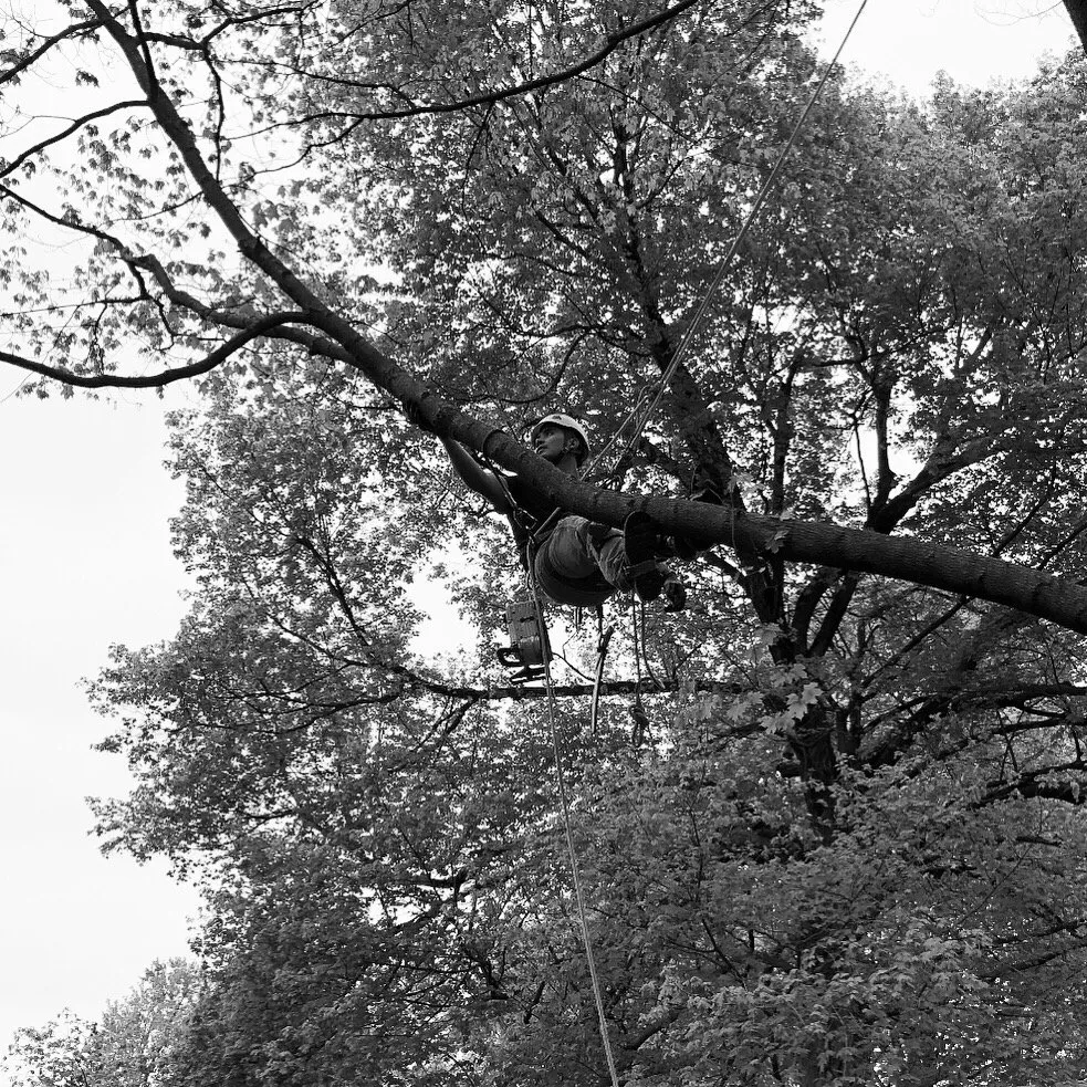 Trusted yard maintenance in Fishers, IN - Evergreen Outdoor Tree Service & Landscape