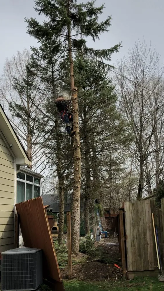 Expert yard maintenance for homes across Fishers, IN - Evergreen Outdoor Tree Service & Landscape