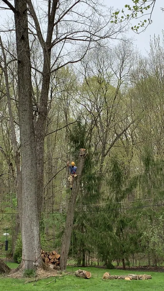 Affordable landscaping services in Fishers, IN by Evergreen Outdoor Tree Service & Landscape