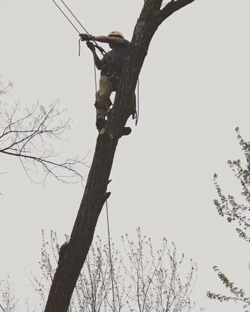 Reliable lawn mowing service for residential properties across Fishers, IN - Evergreen Outdoor Tree Service & Landscape