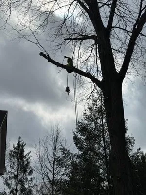 Evergreen Outdoor Tree Service & Landscape