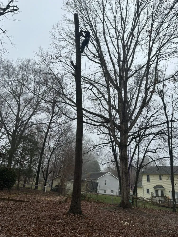 Affordable landscape design for year-round maintenance across Bessemer City, NC - Evergreen Precision