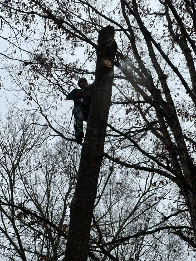 Expert residential landscaping for year-round maintenance in Bessemer City, NC by Evergreen Precision