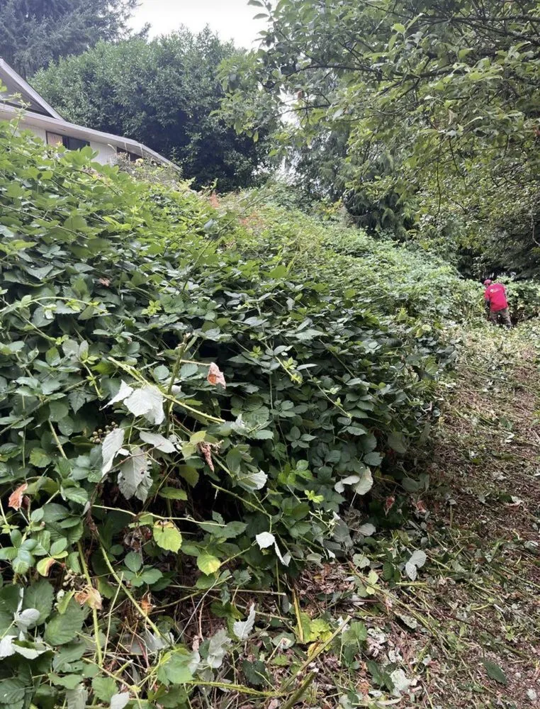 Expert garden landscaping for year-round maintenance across Spanaway, WA - Evergreen Proscapes