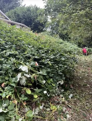 Evergreen Proscapes Logo