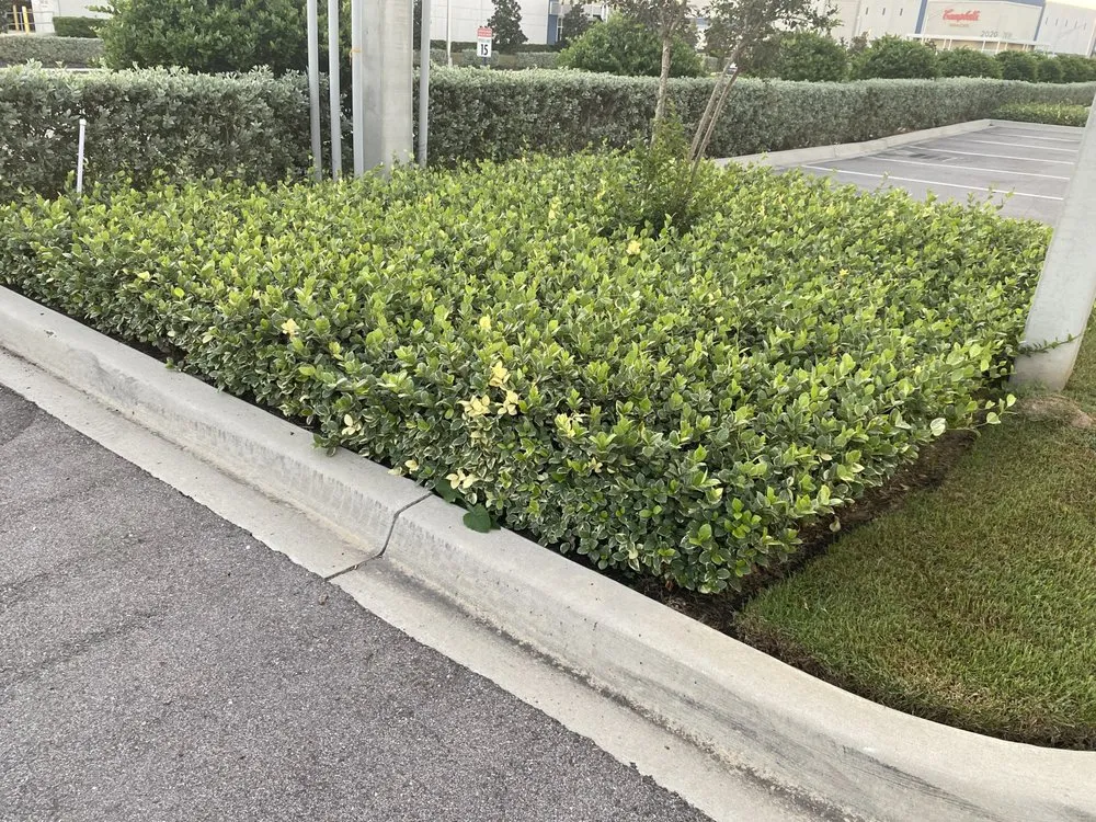 Affordable residential landscaping in Bradenton, FL by Evergreen Roots