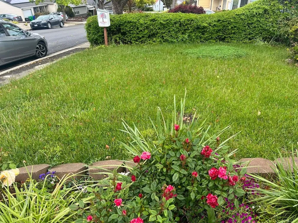 Top-rated yard maintenance in Kent, WA by Evergreen Royalty Landscaping