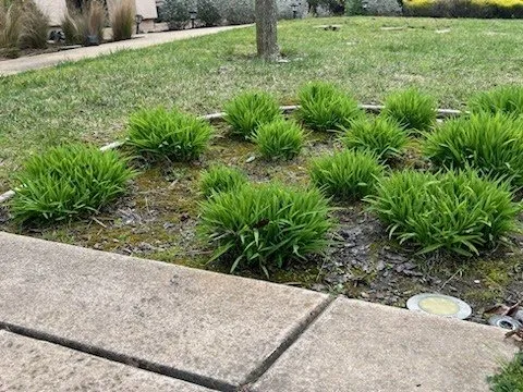 Top-rated residential landscaping with custom design in Kent, WA by Evergreen Royalty Landscaping