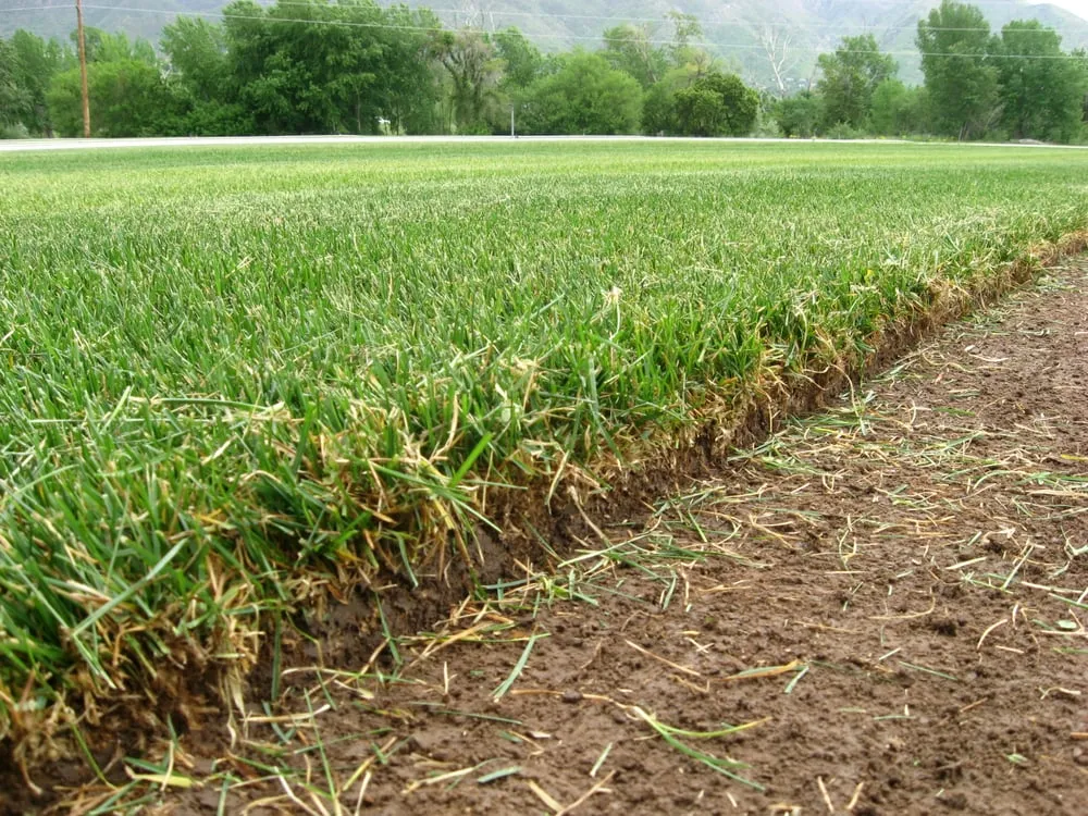 Custom lawn care service experts serving Ogden, UT - Evergreen Sod