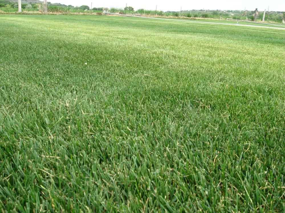 Professional yard maintenance for homes across Ogden, UT - Evergreen Sod