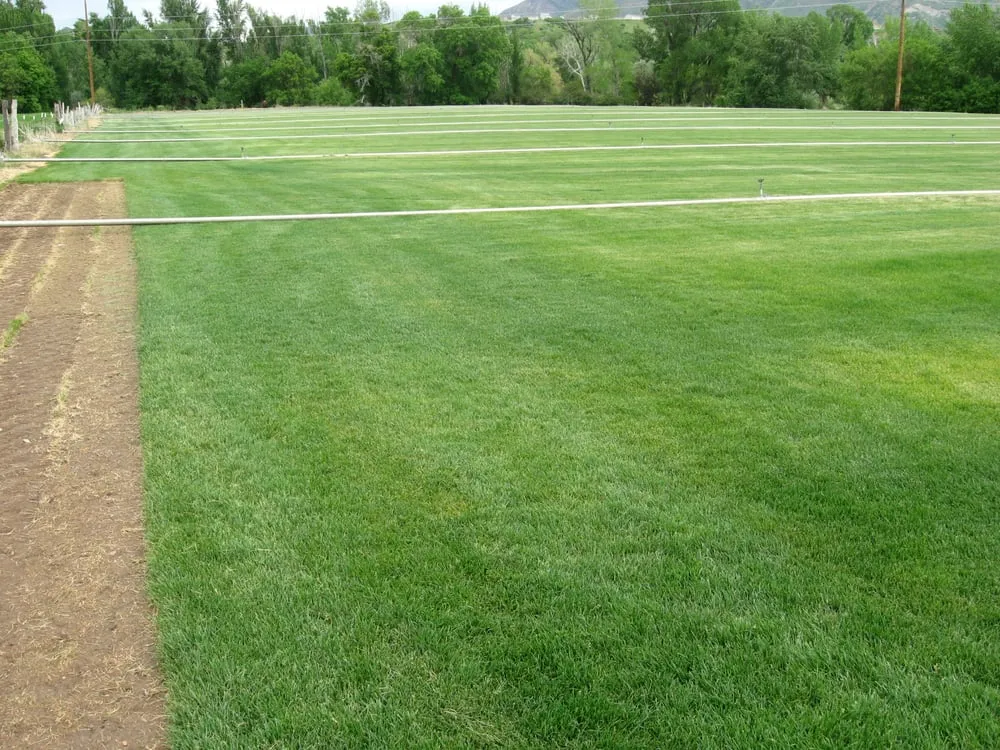 Custom lawn mowing service in Ogden, UT by Evergreen Sod