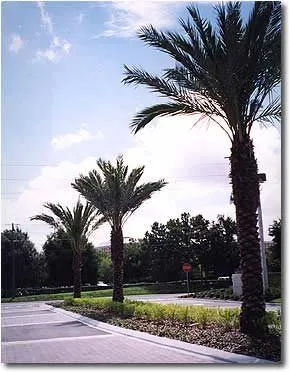 Top-rated yard maintenance experts serving West Palm Beach, FL - Evergreen Sprinkler & Landscaping Services