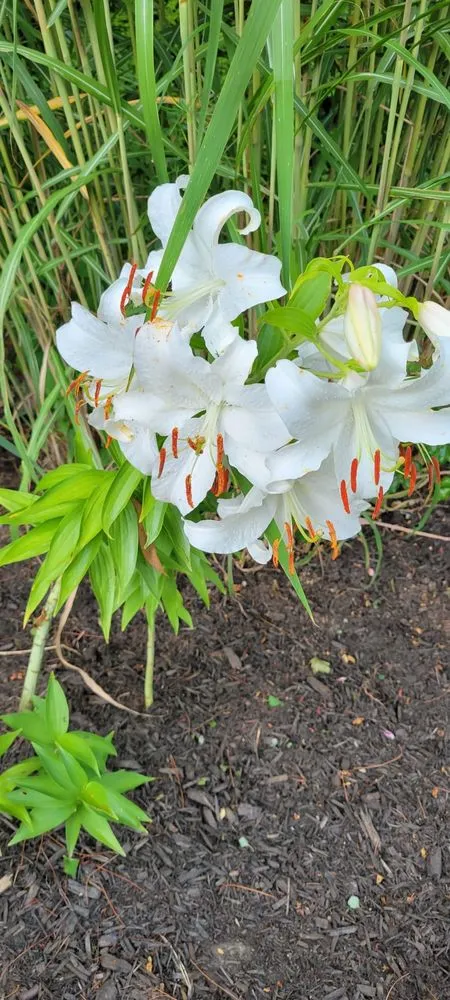 Reliable residential landscaping experts serving Sanford, ME - Evergreen State Cleaners